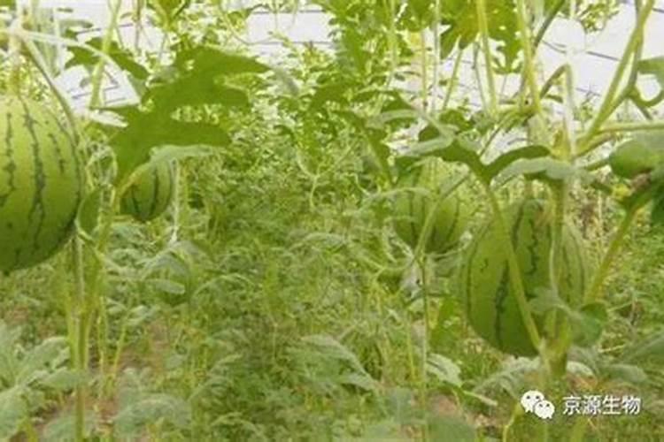 西瓜果实膨大喷啥水溶肥？春季西瓜如何施肥