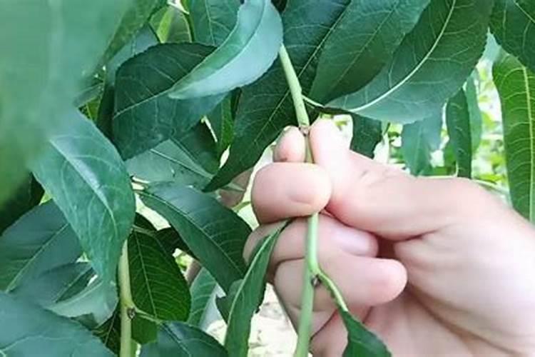 玉米专用肥的最佳配方