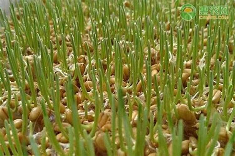 小麦底肥如何科学配比才能高产？