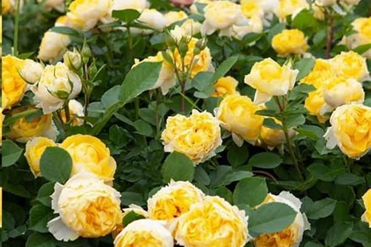 地栽月季如何施肥