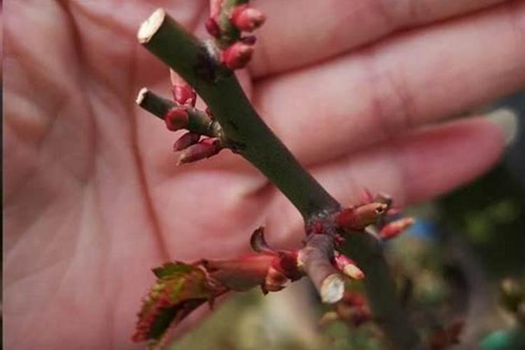 地栽月季僵苗了怎么办