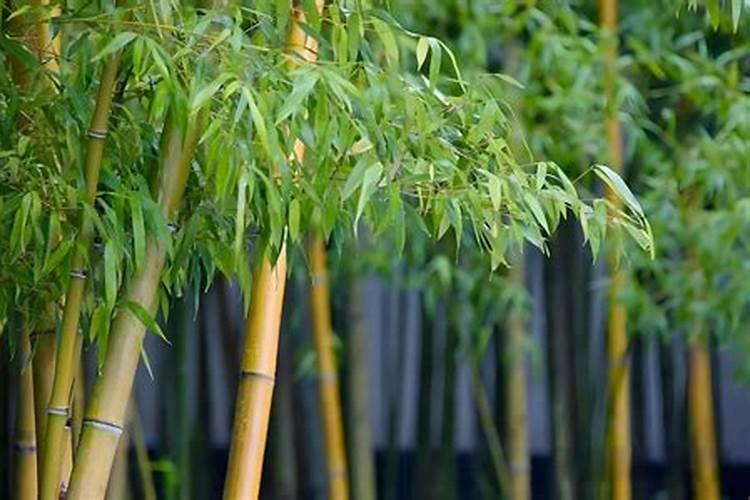 柴胡种植亩产量及效益