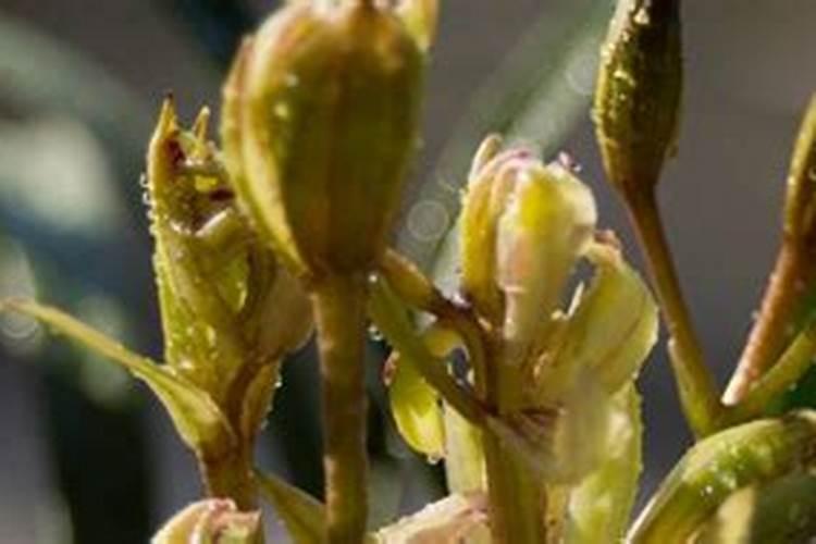 兰花能施硼肥吗