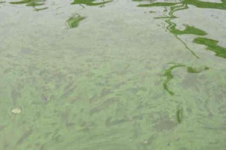 芝麻叶子怎么做好吃？