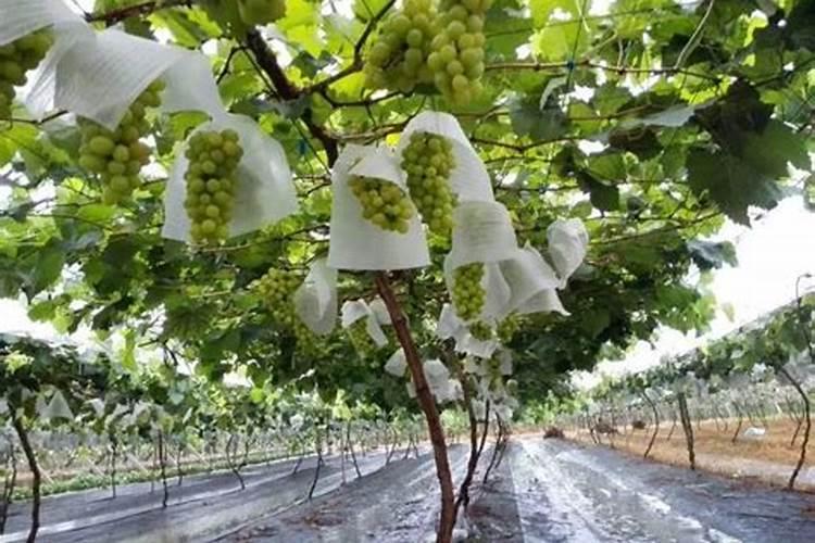 腐殖酸类肥料属于有机肥吗？怎么使用？有哪些注意事项？