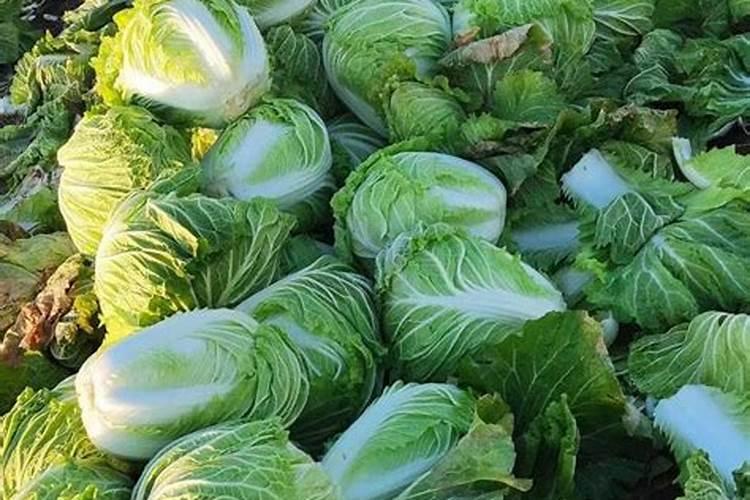 种植白菜时想要白菜包心硬实,有哪些种植技巧？