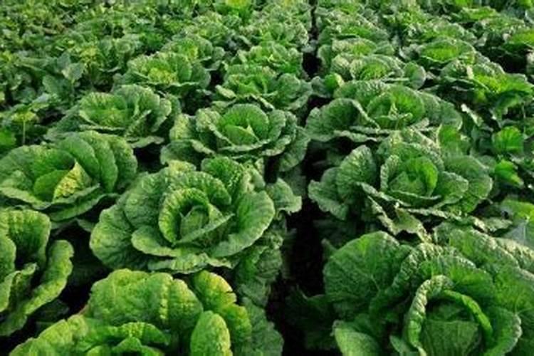 湿冷天气如何做好露地和棚室蔬菜管理？