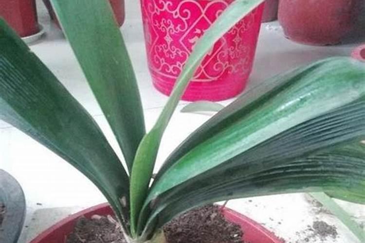 君子兰肥料有哪些