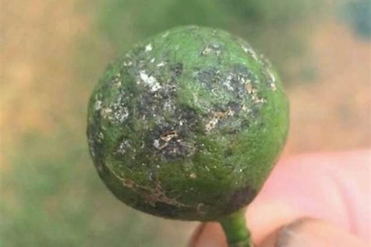 草莓为啥结果这么小啊,也用了氮磷钾呀？