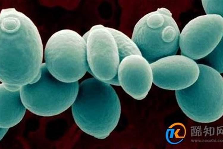 黄豆炒熟后打粉后可以直接做花肥吗