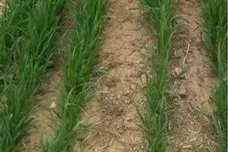 甘蔗种植实用技巧