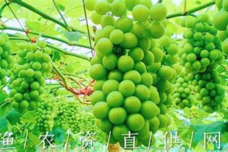 20:20:20水溶肥l壶水加入多少克当叶面肥用？