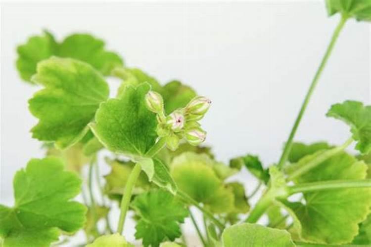 天竺葵怎么不开花