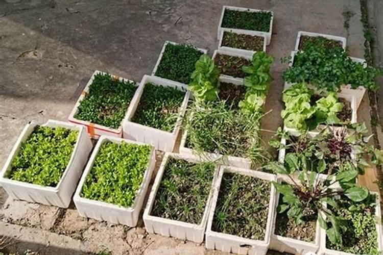 种石斛需什么肥料？施肥方法