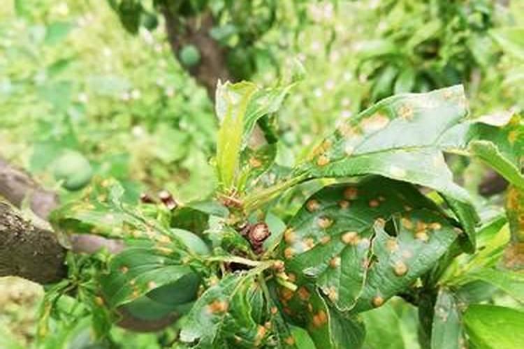 李子树叶子发黄干枯是什么原因