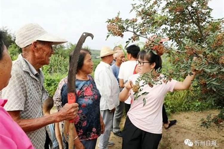 花椒树如何修剪能高产？花椒用什么肥料好？