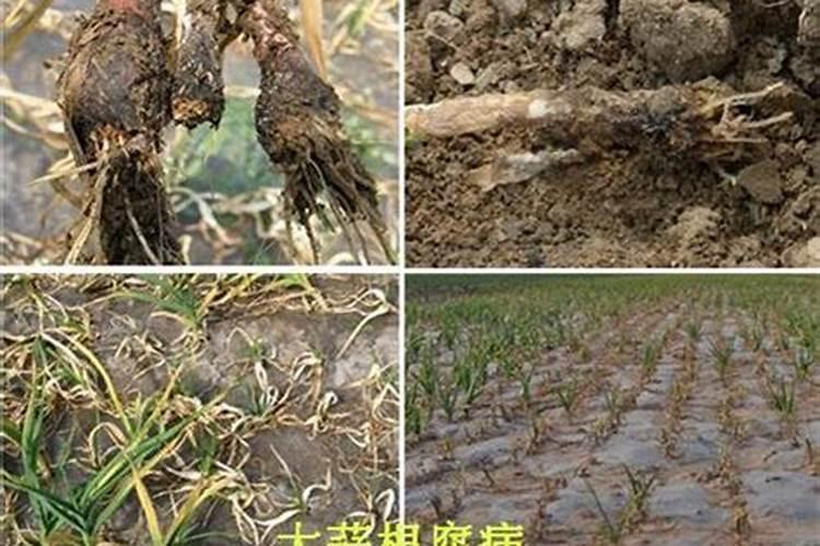 大量元素水溶肥的正确使用方法