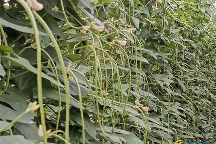 玉米苗肥用什么最好？