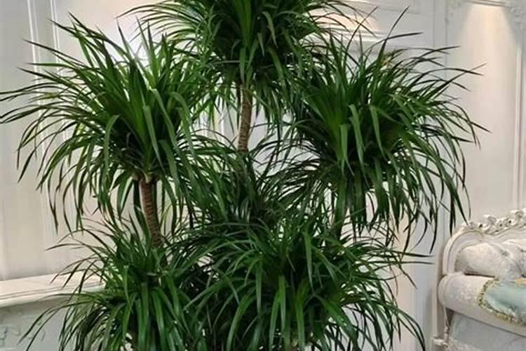 为什么龙血树要少施氮肥