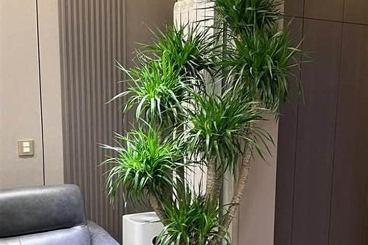 龙血树需要什么养分