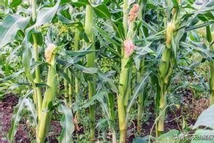 大量元素水溶肥料能与农药混用吗？