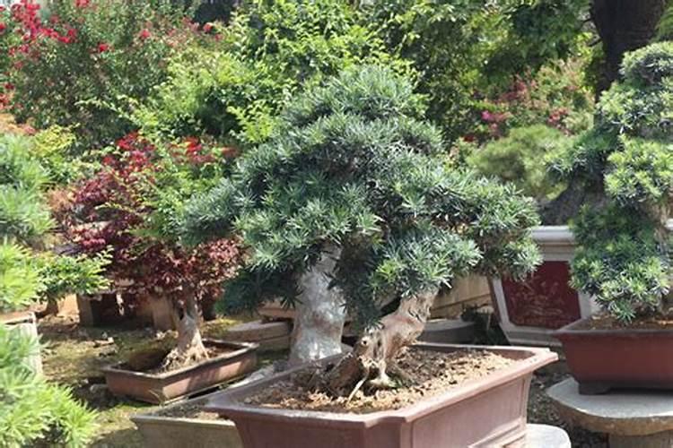 芒果挂果期喷什么叶面肥结果多？芒果座果期哪些肥料可以用作基肥？