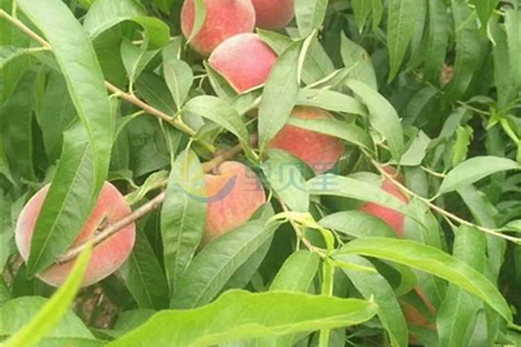 结果桃树每年怎样施肥