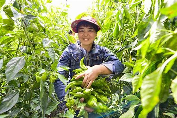 柑橘应该如何施用叶面肥？