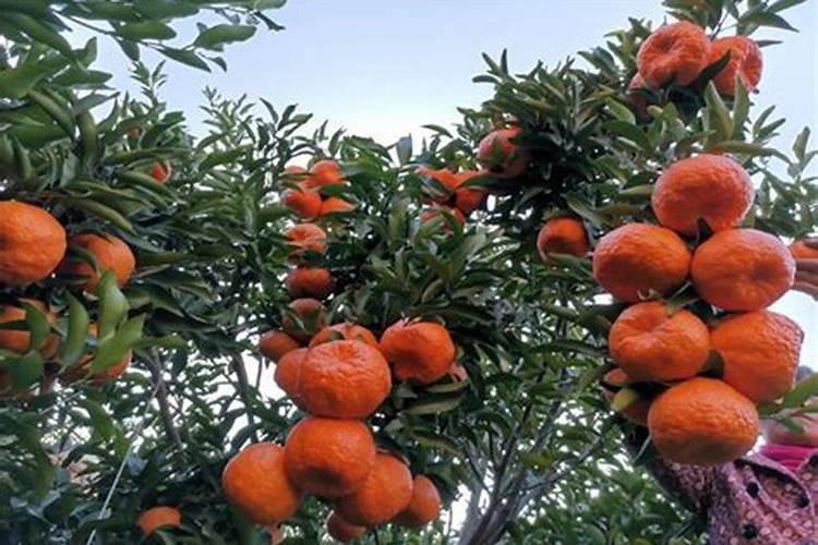 柑橘油孢凹陷有哪些因素造成