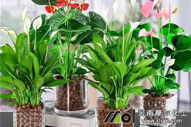 杜鹃花叶面施肥磷酸二氢钾多长时间施一次？