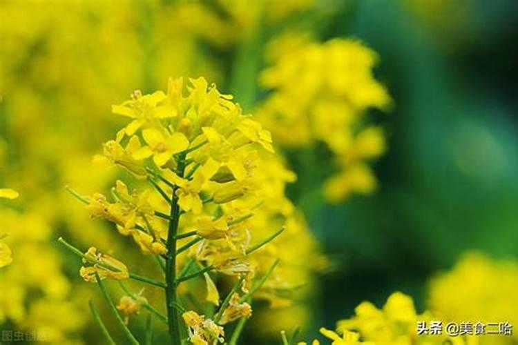 大豆叶面肥花开期喷好吗