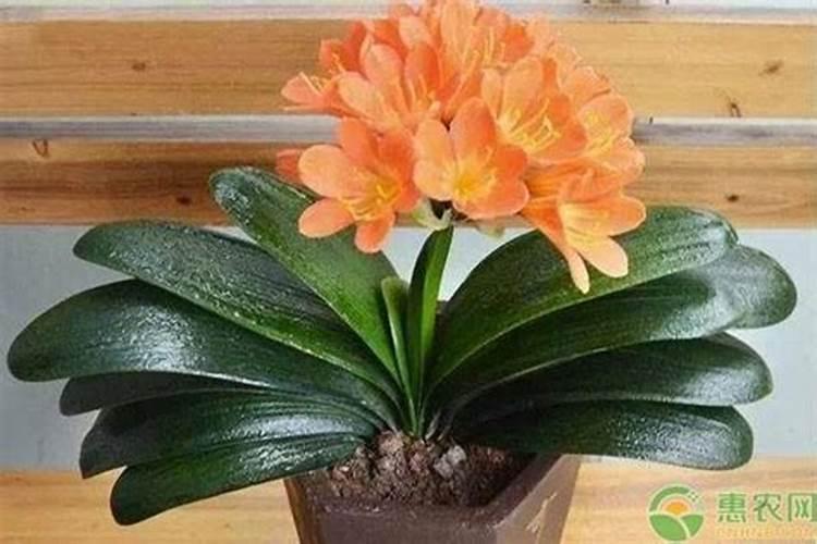 人工湿地的类型有哪些？