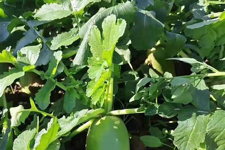 不管种植青萝卜、白萝卜还是红萝卜,肥料这样用,高产又好吃