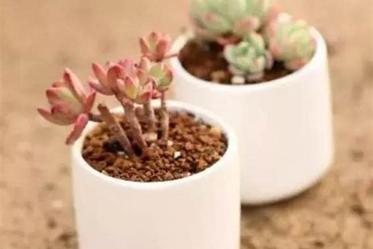 多肉要施什么肥合适
