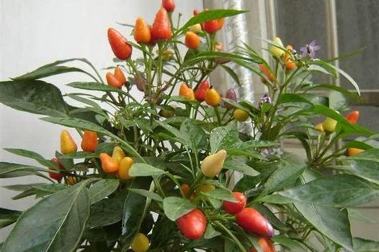 世界顶级!成功的经销商必须抓住的一款高端肥!