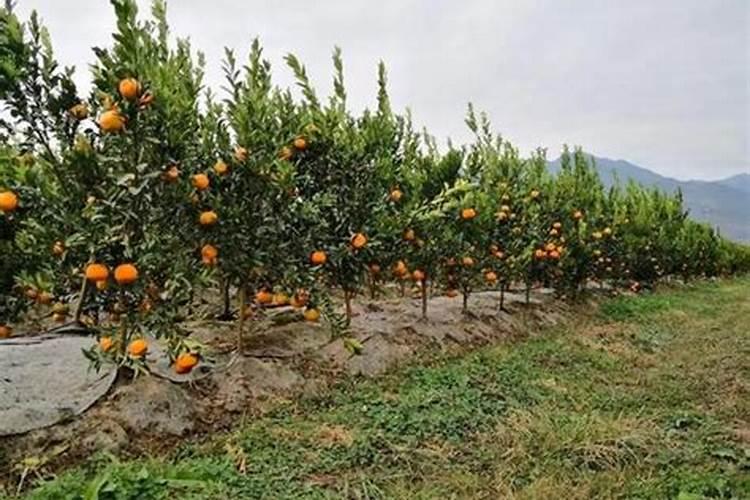 蓝锐水溶肥怎么样