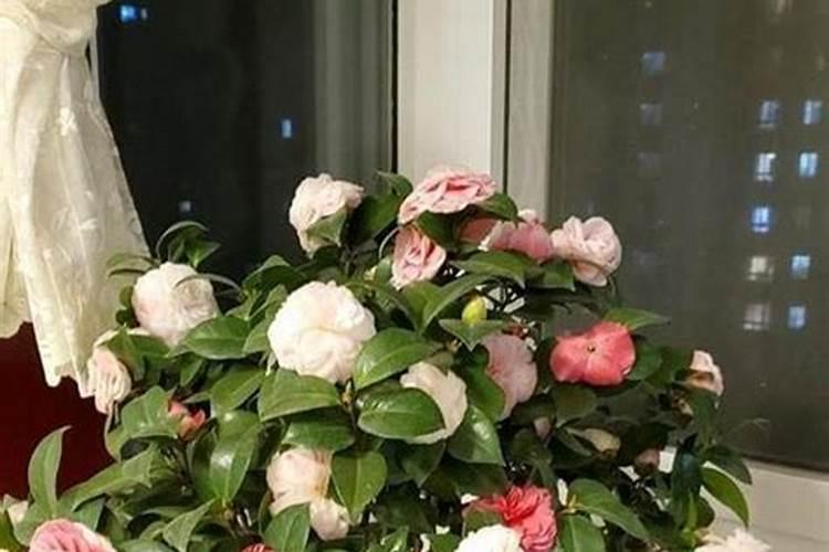 什么花的花粉最为适合酿蜜？