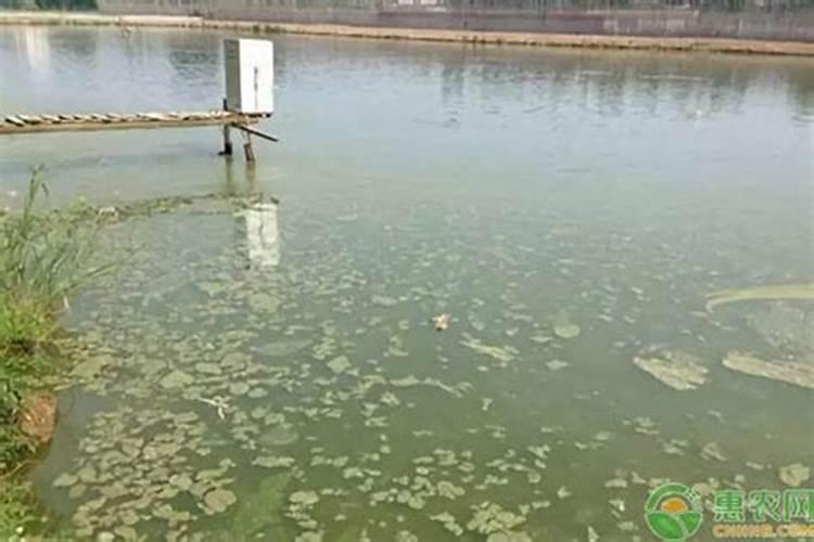 柿子树打什么药好