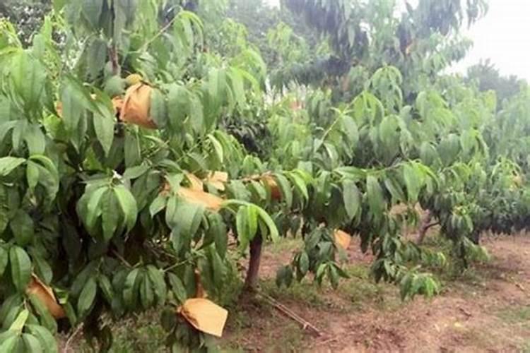 黄桃套袋前打什么药