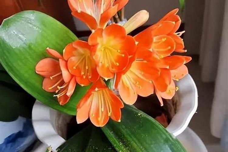 芸苔素可不可以打水稻？