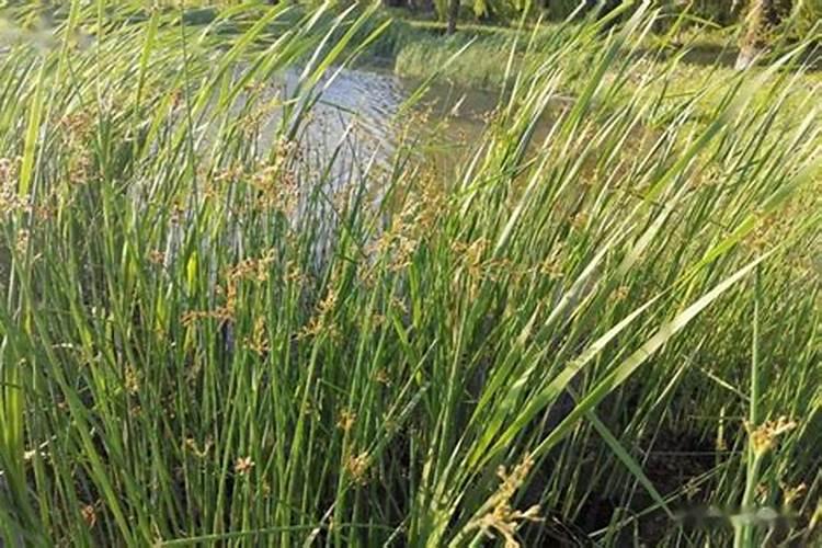 鱼池风水要怎么布局