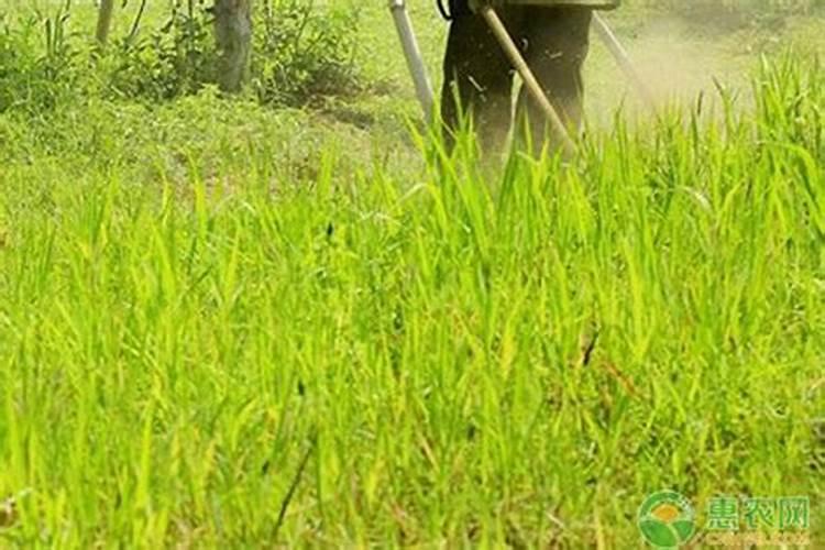 灯芯草种植抆术灯芯草枯死原因