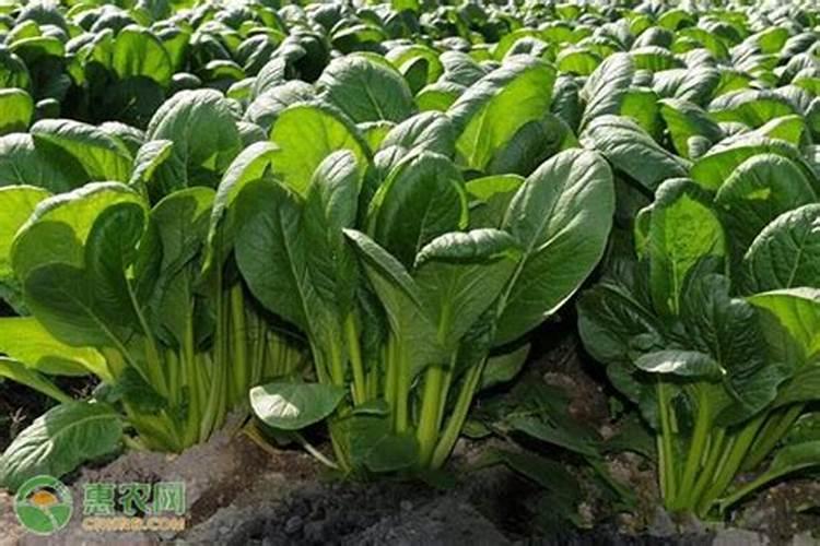 夏菠菜怎样施叶面肥