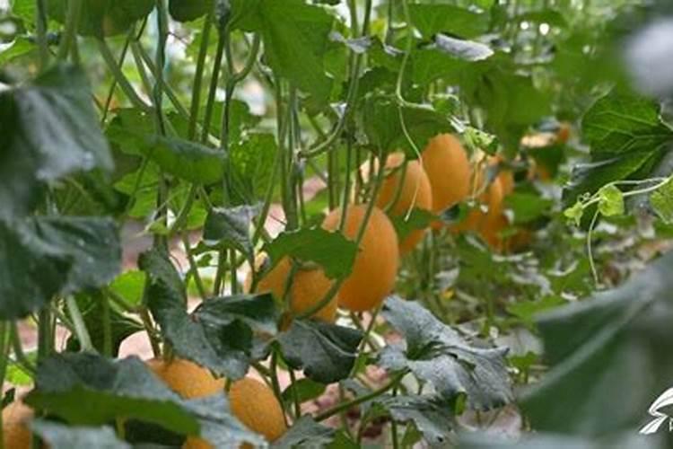 网纹瓜的种植与管理