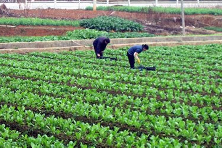 种植菠菜怎么施肥该施什么肥料