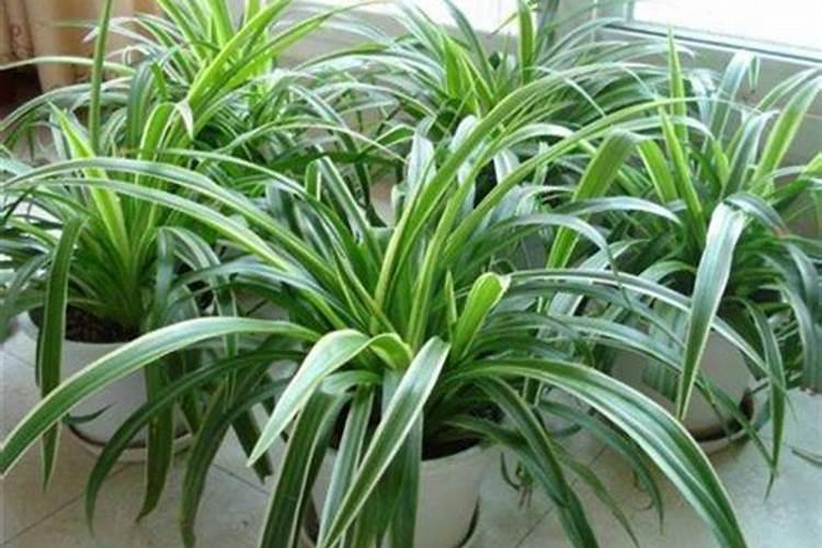 尿素能不能养绿萝和吊兰