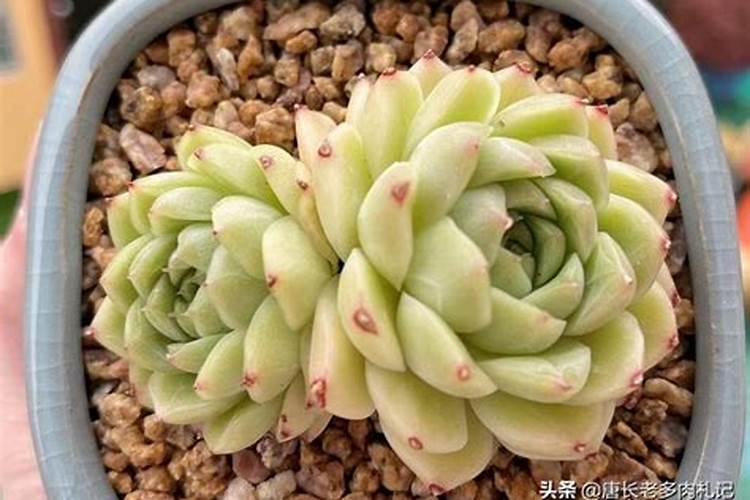 石榴树如何施肥 不同季节石榴树施肥的方法