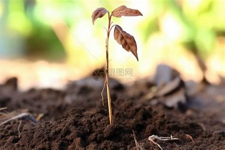 八角树掉叶用什么肥料