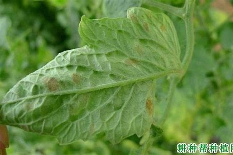 番茄叶子有黄斑点(番茄叶子黄色斑点)