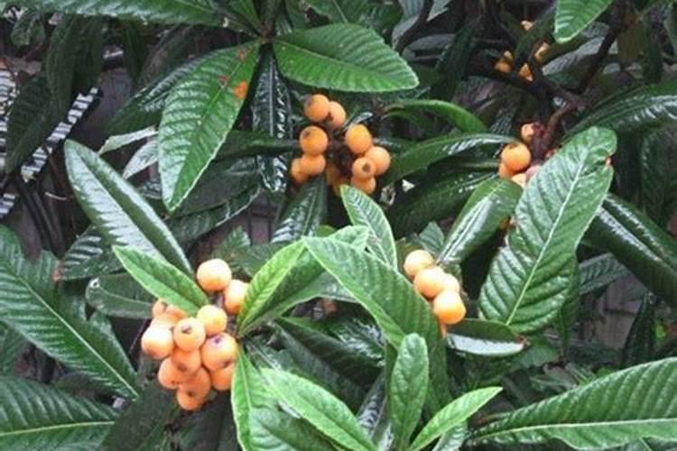 枇杷树如何施肥